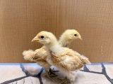 - ̗̀📢ニワトリ生体状況🐓⸒⸒