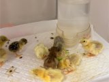 ウズラのヒナが生まれました🐥⸒⸒