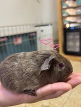 ロシアンモルモットの紹介🤎