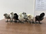 ふわふわ予備軍集結🐥💛 米国烏骨鶏のヒナたち