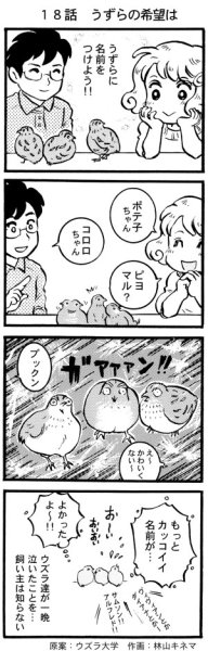 画像1: ウズラ大学　オリジナル４コマ漫画第１８話 (1)