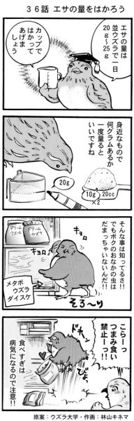 画像1: ウズラ大学　オリジナル４コマ漫画第３６話 (1)