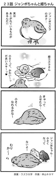 画像1: ウズラ大学　オリジナル４コマ漫画第２３話 (1)