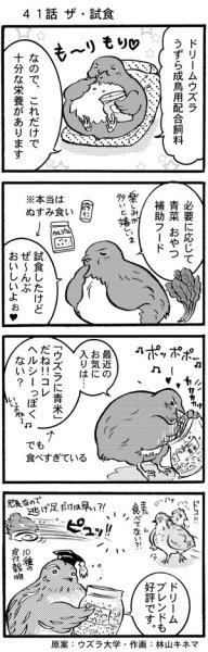 画像1: ウズラ大学　オリジナル４コマ漫画第４１話 (1)