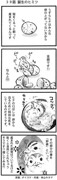 画像1: ウズラ大学　オリジナル４コマ漫画第３９話 (1)