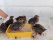 画像2: 2025年8月8日孵化  並ウズラ　ヒナ　雌雄無判別　１羽 (2)