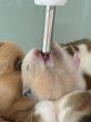 画像1: キンクマハムスター︎︎ ♀ (1)