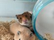 画像2: ゴールデンハムスター︎︎ ♀ (2)