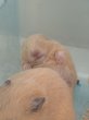 画像2: キンクマハムスター︎︎ ♀ (2)