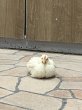 画像1: 【アニマル大学にて完全予約販売】2025年4月7日孵化 ボリスブラウン2ヶ月齢以降の中ビナ オス １羽（基本保温電球が必要無い月齢） (1)