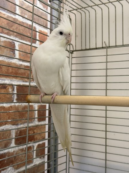 画像1: オカメインコ WF クリアパイド (1)