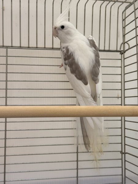 画像1: オカメインコ WF ミディアムパイド (1)