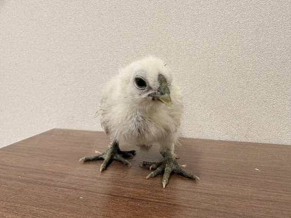 画像1: 【アニマル大学にて完全予約販売】 ２０２５年１０月１４日孵化　烏骨鶏　０〜２週齢のヒナ　無選別　１羽（保温電球が必要な月齢） (1)