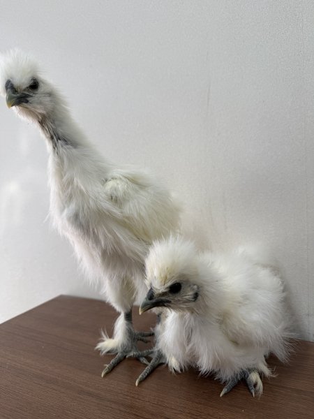 画像1: ★残り１羽★【アニマル大学にて完全予約販売】 ２０２５年１０月１４日孵化　烏骨鶏　４週齢以降の中ビナ　無選別　１羽（保温電球が必要無い月齢） (1)