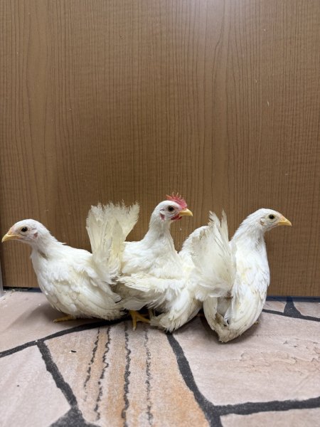 画像1: 【アニマル大学にて完全予約販売】 ２０２５年１０月３日孵化　白チャボ　２か月以降のヒナ　無選別　１羽（保温電球が必要無い月齢） (1)