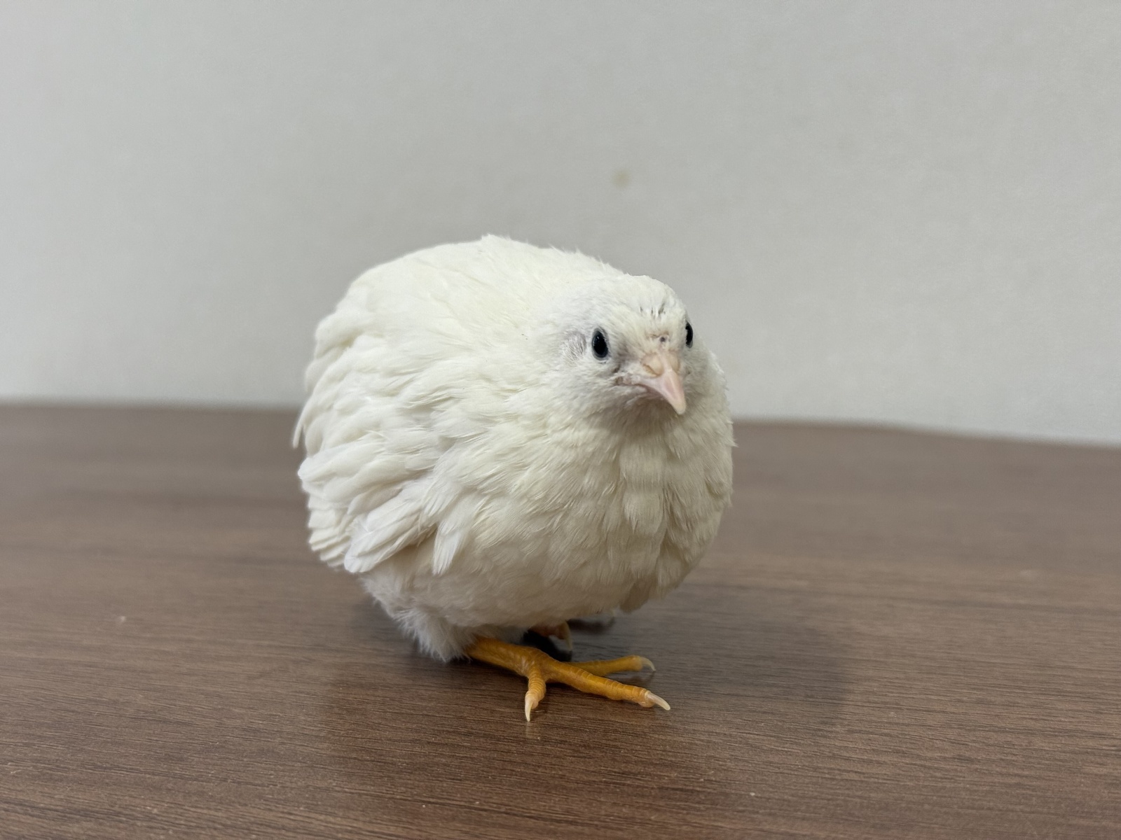 姫ウズラ種卵販売一時休止のお知らせ