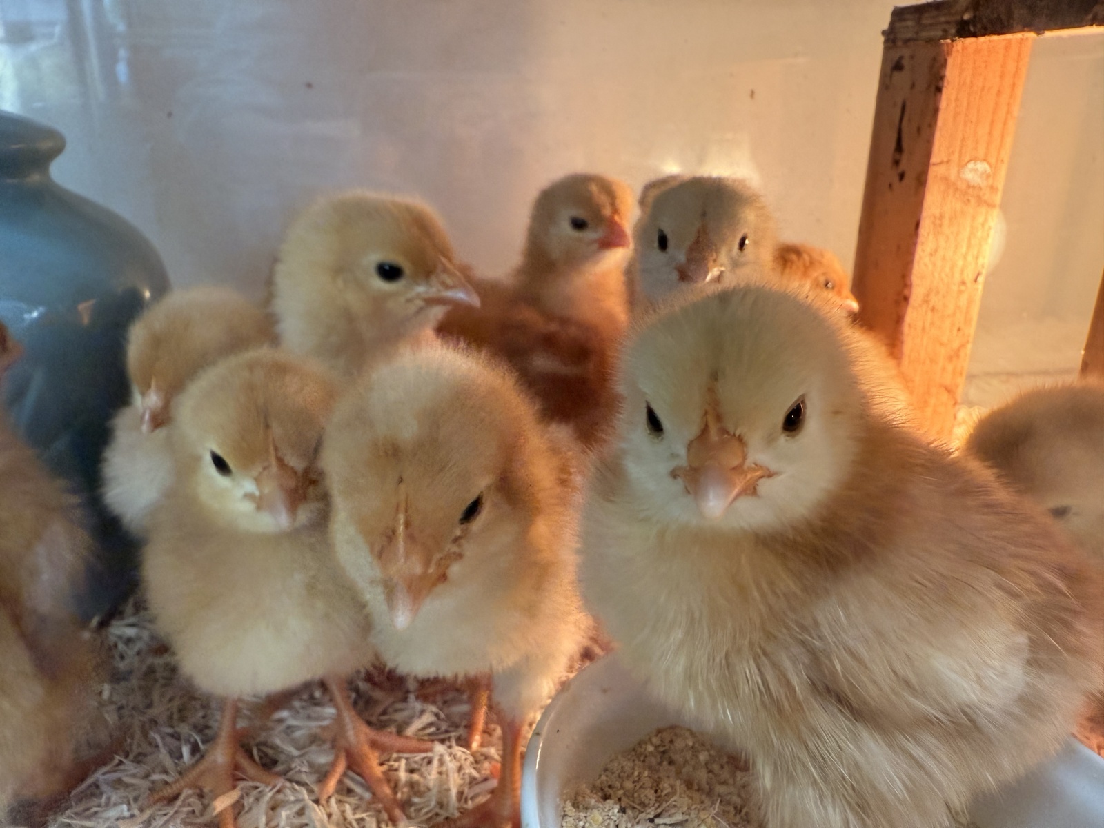 ボリスブラウンのヒナ🐣入荷しました‼️