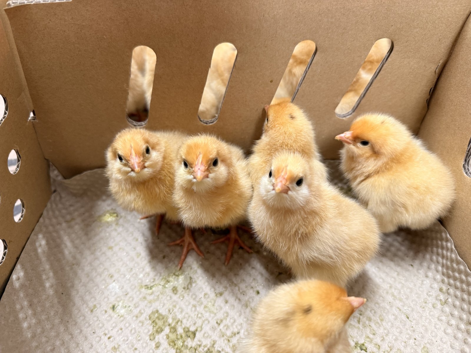 \\\名古屋コーチン入荷🐓🎋⭐️///