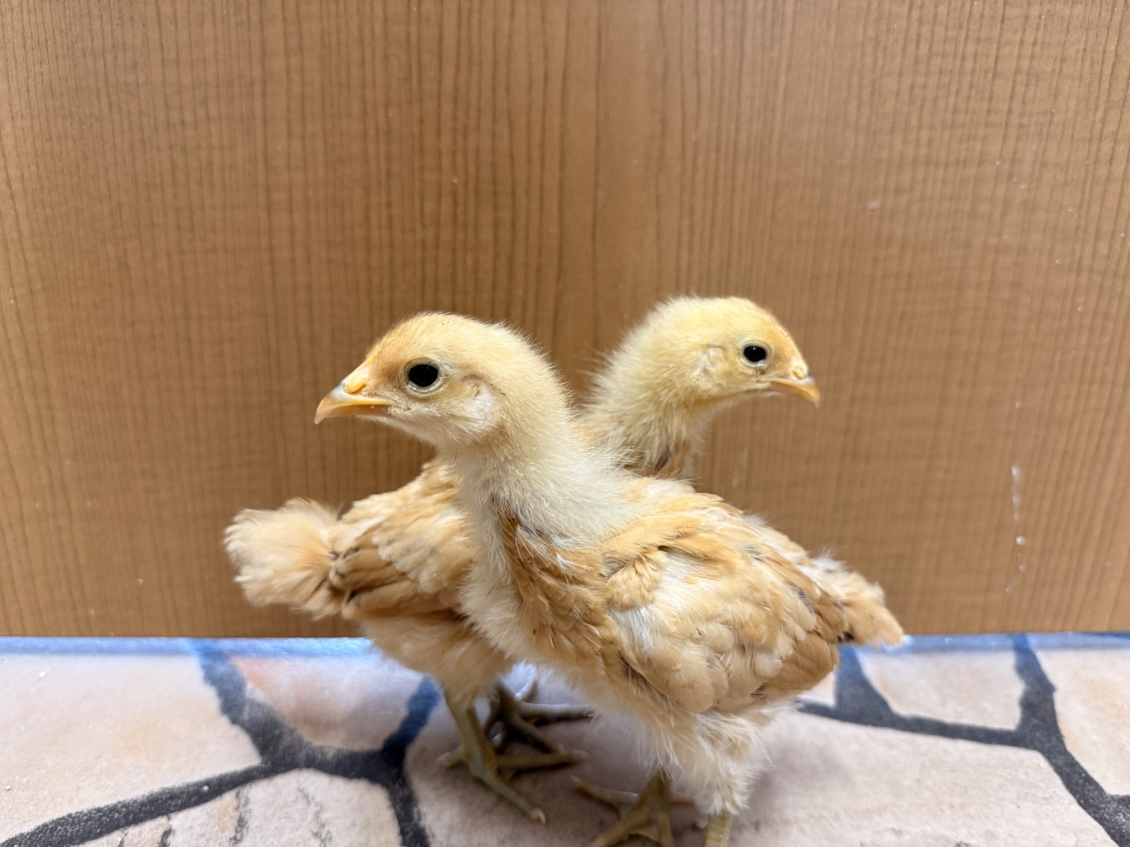 - ̗̀📢ニワトリ生体状況🐓⸒⸒