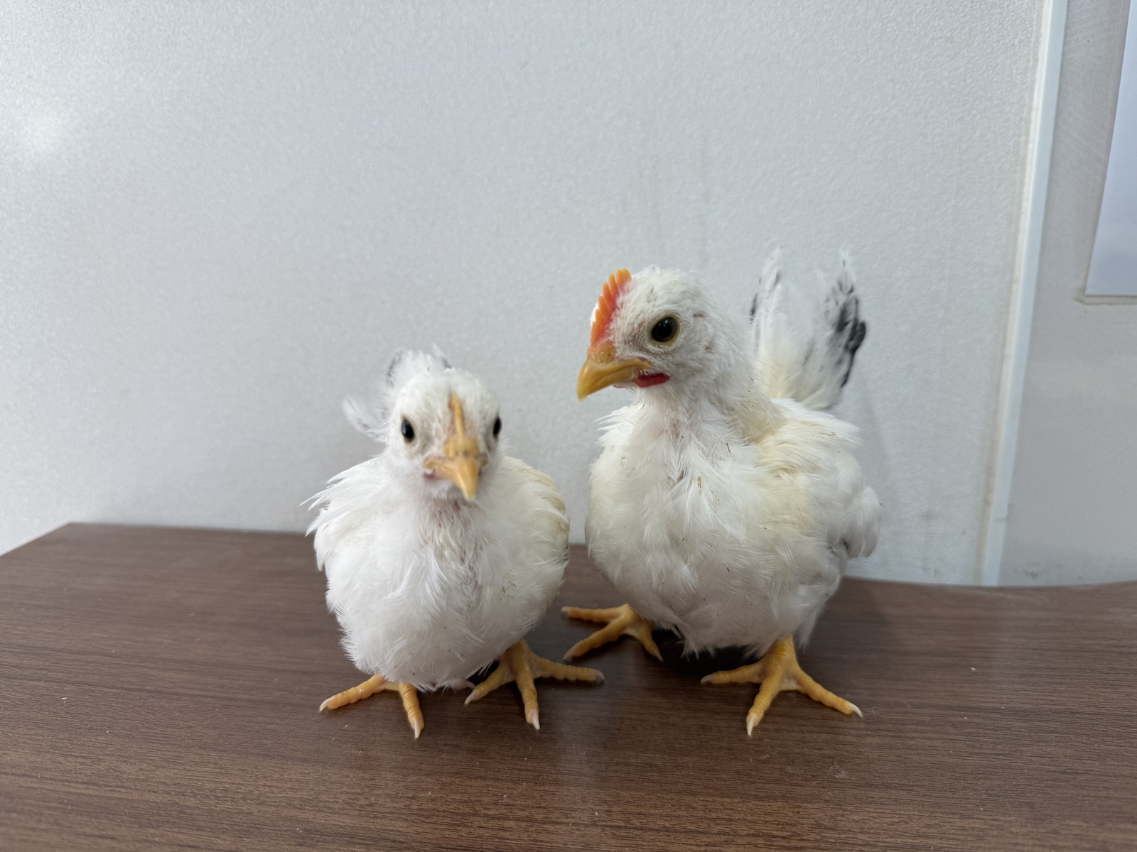 🐓 10月12日生まれチャボ、もう性別判別できる!?