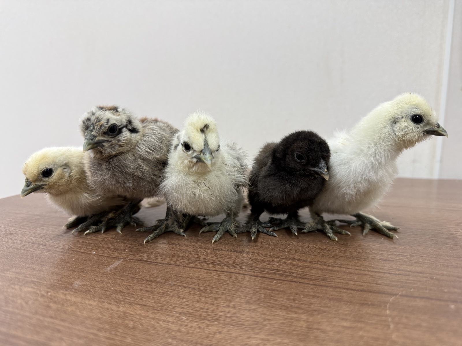 米国烏骨鶏・アメリカンシルキーが入荷しました⭐️