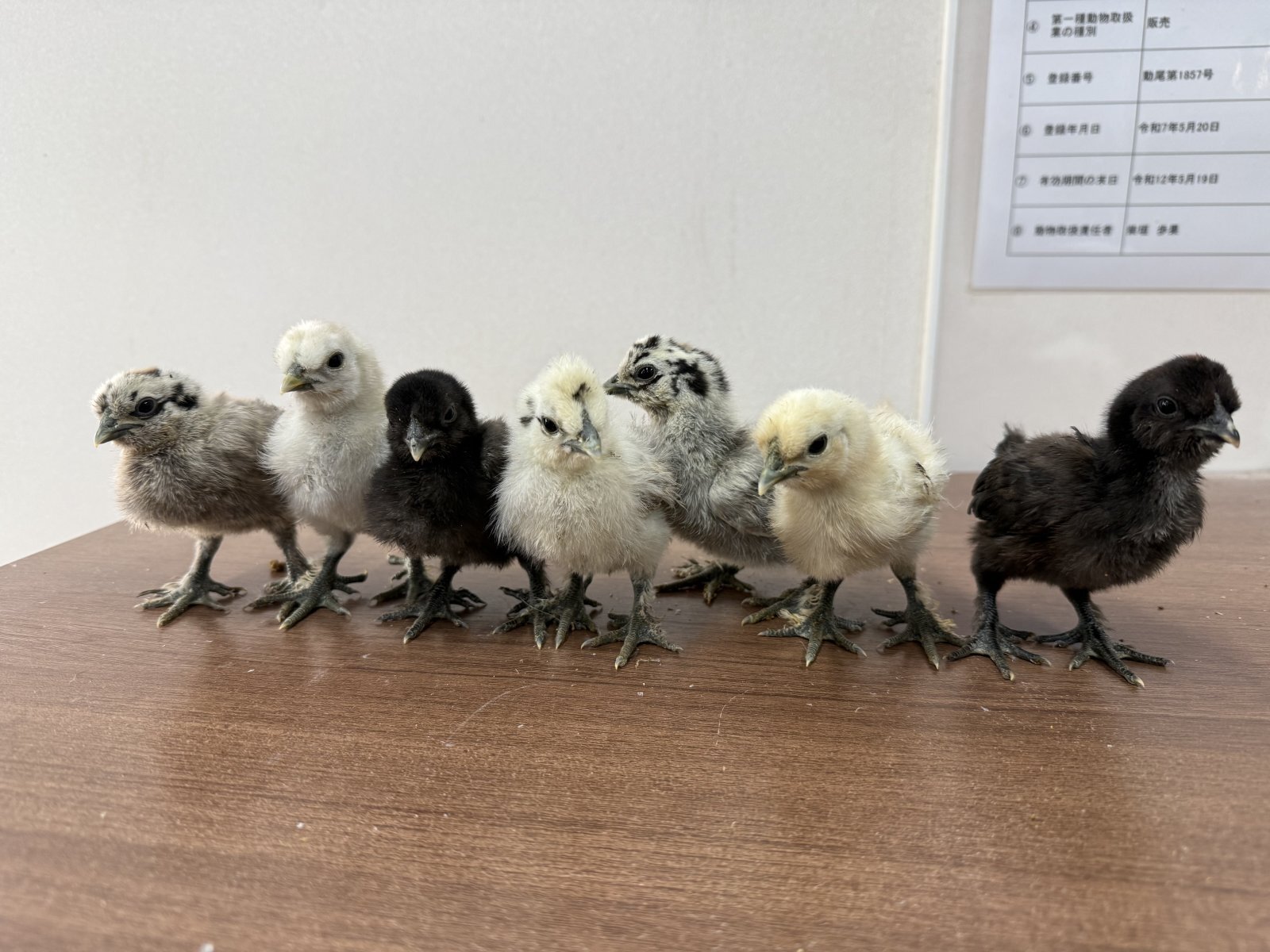 ふわふわ予備軍集結🐥💛 米国烏骨鶏のヒナたち